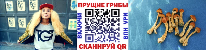 Псилоцибиновые грибы ЛСД  shop телеграм  Суворов  даркнет сайт 